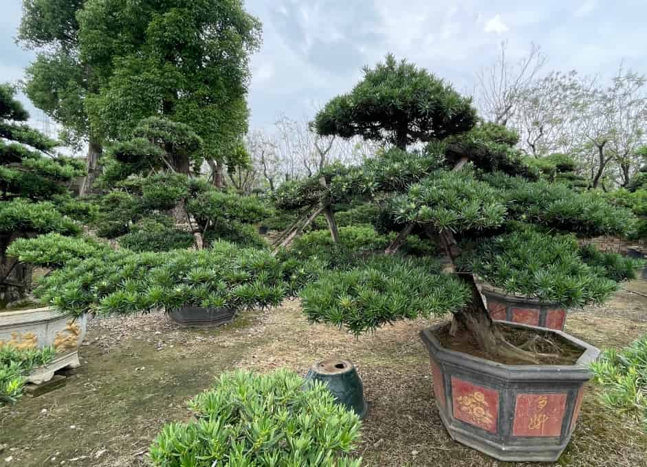 罗汉松在园林绿化中的应用与价值