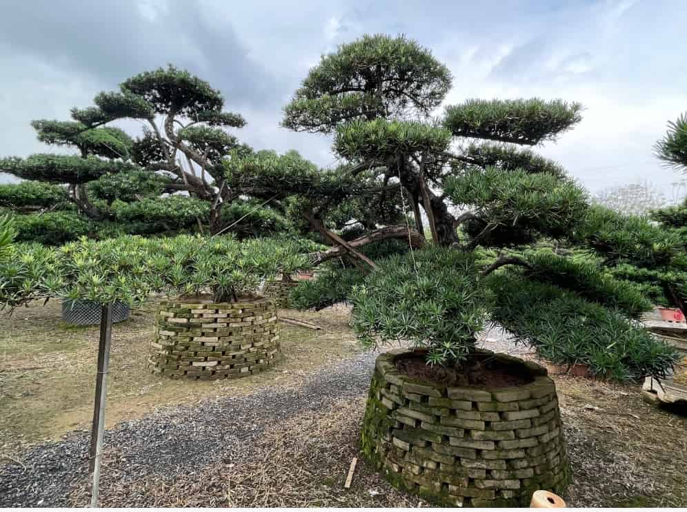 食脑罗汉松批发网建立行业最严苛的苗木分级标准体系